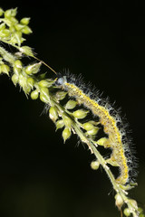cabbage white, pieris brassicae