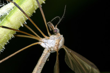 crane fly, tipula
