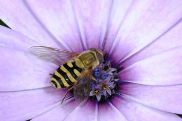 syrphus torvus © hakoar