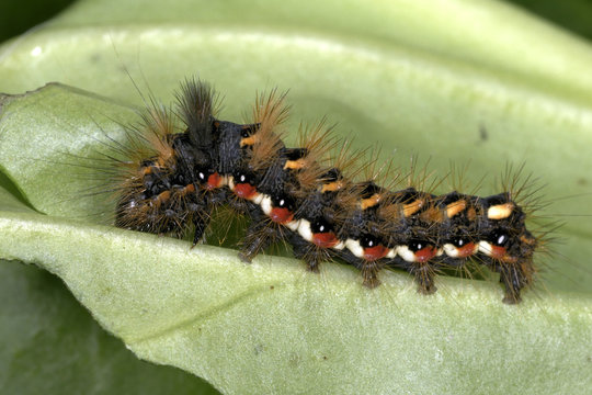 acronicta rumicis, knot grass