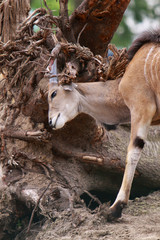 Elenantilope