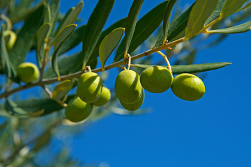 olives