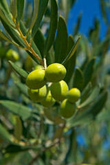 olives verte, sur une branche d'olivier