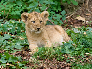 baby lion