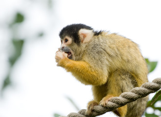 squirrel monkey