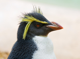 crested penguin © bertys30