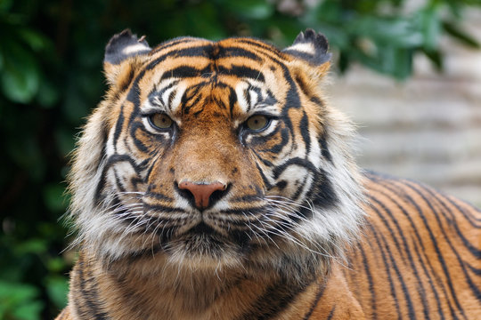 tiger