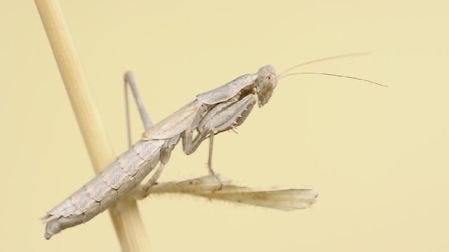 mantide (also photo)