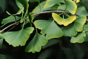 Ginko 103