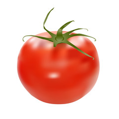 tomato-vector illustration
