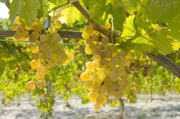 Uva bianca varietà Cortese 10