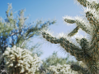 Arizona Cactus