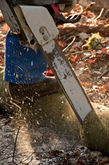 Cutting of the firewood in the chain saw