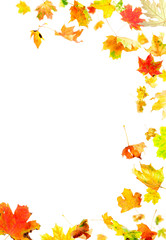 Autumn Maple Leaves Frame