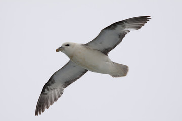 Eissturmvogel