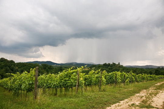 winegrowing in Italy #7