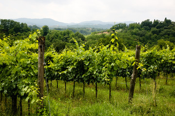 winegrowing in Italy #1 - 16958644