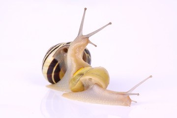 Zwei Schnecken