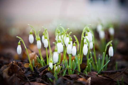 snowdrops