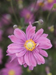 Fototapeta premium violet daisy