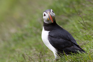 Puffin