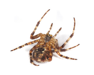 Cross orb weaver (Diadematus araneus) isolated on white.