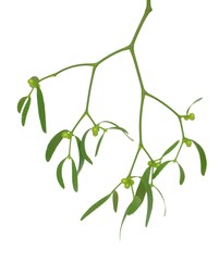 mistletoe from fruit - 16960297