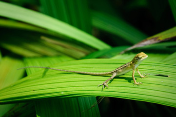 Green lizard