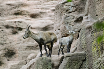 Alpensteinbock, Geiß mit Jungtier
