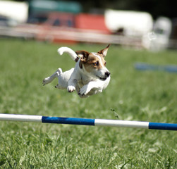 agility jack russell