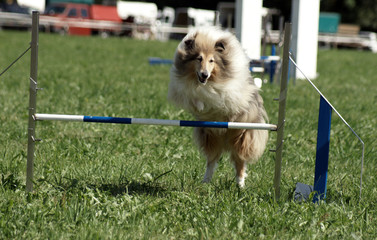Shetland Collie agility