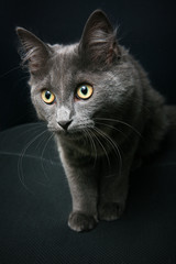 British cat background