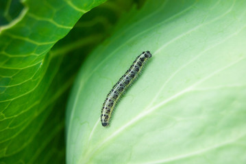 caterpillar on cabbage