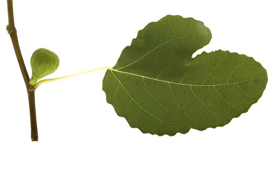 Verkaufshelfer Feigenblatt