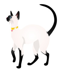 cat on a white background