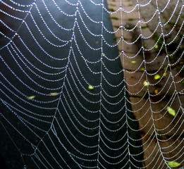 Spinnennetz mit Tröpfchen