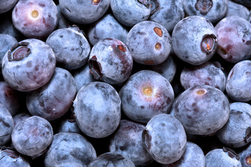 Blueberries Macro