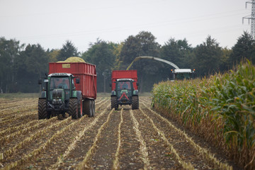 Maisernte im Herbst © HeikoR
