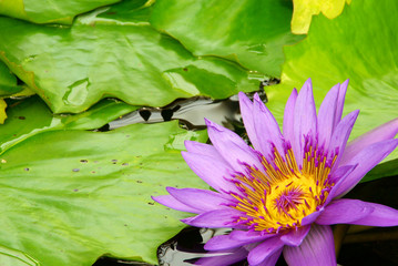 Seerose - water lily 16