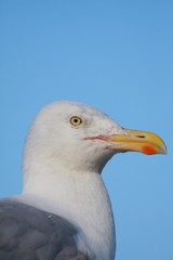 Obraz premium goéland