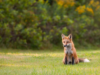 Fototapeta premium Young red fox watching for movement in the grass