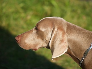 weimaraner