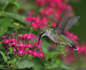 Ruby Throated Hummingbird
