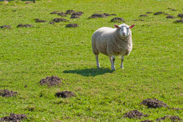 Texel sheep in lush grass field (1)