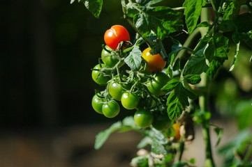 プッチリとまと