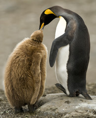 King Penguin Adult Feeding Downy Chick