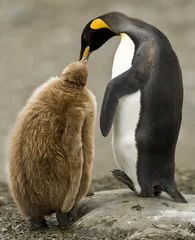 Foto op Canvas King Penguin Adult Voedt Donzig Kuiken © Rich Lindie