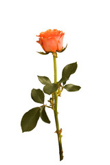 Obraz premium rose isolated