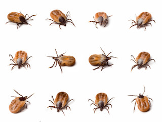 Few different shots of tick (Ixodes ricinus) on white background