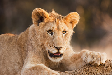 Male Lion Cub At Rest